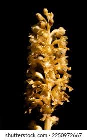 Attēlu rezultāti vaicājumam “Neottia nidus-avis bud”