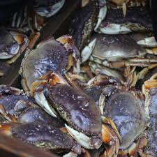 Image result for Metacarcinus magister