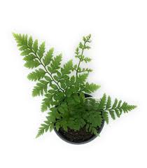 Attēlu rezultāti vaicājumam “Oenothera rubricauli leaf”