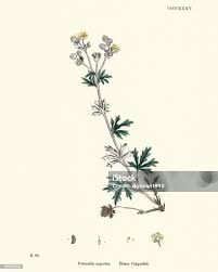 Attēlu rezultāti vaicājumam “Potentilla argentea flower”