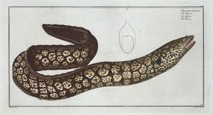 Image result for Muraena helena