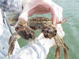 Image result for Eriocheir sinensis