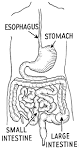 File:Alimentary canal (PSF).png - Wikimedia Commons