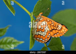 Attēlu rezultāti vaicājumam “Euphydryas maturna underside”
