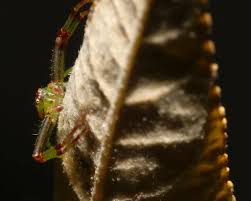Attēlu rezultāti vaicājumam “Diaea dorsata”