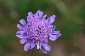 Image result for Scabiosa canescens