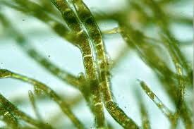 Attēlu rezultāti vaicājumam “Trentepohlia sp.”