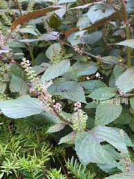 Image result for 깱깲깳깴깵깶깷깺깾깿꺀꺁꺂꺃꺆꺇꺈꺉꺊꺋꺍꺎꺏꺐