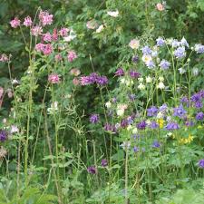 Image result for Akelei