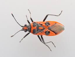 Attēlu rezultāti vaicājumam “Corizus hyoscyami imago”