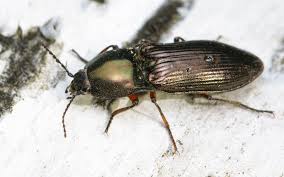 Attēlu rezultāti vaicājumam “Selatosomus aeneus”