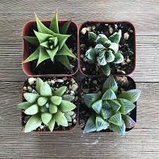 Image result for Haworthia