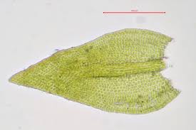 Attēlu rezultāti vaicājumam “Pseudoleskeella nervosa”