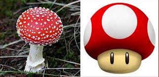 Attēlu rezultāti vaicājumam “Amanita muscaria”