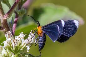 Attēlu rezultāti vaicājumam “Lepidoptera”
