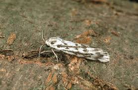 Attēlu rezultāti vaicājumam “Coscinia cribraria”