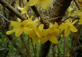 Attēlu rezultāti vaicājumam “Forsythia intermedia”