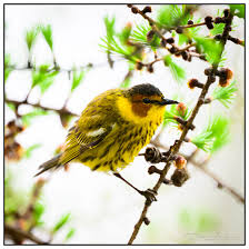 Image result for Dendroica tigrina