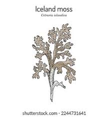 Attēlu rezultāti vaicājumam “Cetraria islandica”