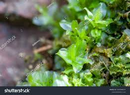 Attēlu rezultāti vaicājumam “Plagiomnium affine”