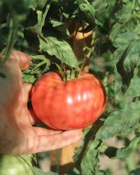 Afbeeldingsresultaat voor crnkovic yugoslavian tomato