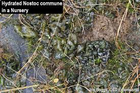 Attēlu rezultāti vaicājumam “Nostoc commune cells”