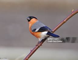 Attēlu rezultāti vaicājumam “Pyrrhula pyrrhula”