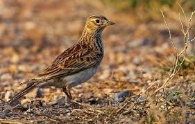 Attēlu rezultāti vaicājumam “Alauda arvensis adult”