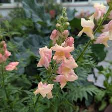 Attēlu rezultāti vaicājumam “Antirrhinum majus”