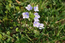 Attēlu rezultāti vaicājumam “Veronica filiformis flower”