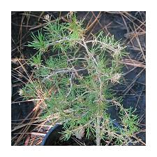 Attēlu rezultāti vaicājumam “Larix sibirica”