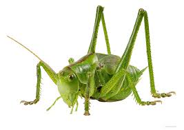 Attēlu rezultāti vaicājumam “Tettigoniodea”