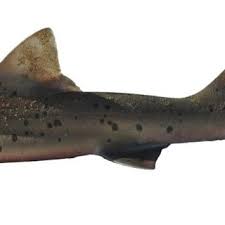 Image result for Triakis megalopterus