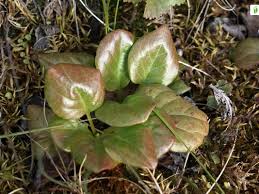 Attēlu rezultāti vaicājumam “Pyrola rotundifolia leaf”
