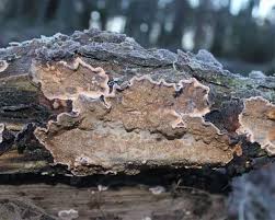 Attēlu rezultāti vaicājumam “Stereum rugosum”