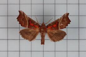 Attēlu rezultāti vaicājumam “Scoliopteryx libatrix”