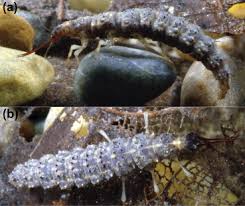 Attēlu rezultāti vaicājumam “Tipulidae”