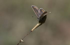 Attēlu rezultāti vaicājumam “Plebejus argus female”