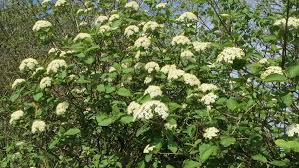 Attēlu rezultāti vaicājumam “Viburnum lantana”