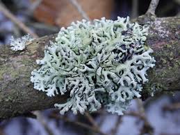 Attēlu rezultāti vaicājumam “Hypogymnia tubulosa”