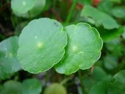 「銅錢草」的圖片搜尋結果