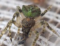 Attēlu rezultāti vaicājumam “Gibbaranea gibbosa”