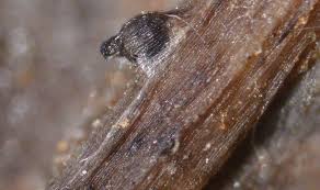 Attēlu rezultāti vaicājumam “Sordaria fimicola”