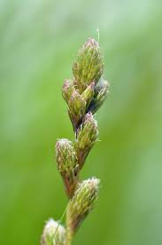 Attēlu rezultāti vaicājumam “Claustria didermoides stalked”