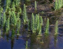 Attēlu rezultāti vaicājumam “Hippuris vulgaris”