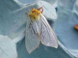 Attēlu rezultāti vaicājumam “Hepialus humuli male”