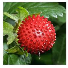 Attēlu rezultāti vaicājumam “Potentilla erecta fruit”