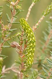 Attēlu rezultāti vaicājumam “Anarta myrtilli larva”
