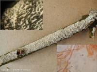 Attēlu rezultāti vaicājumam “Hyphodontia barba-jovis”