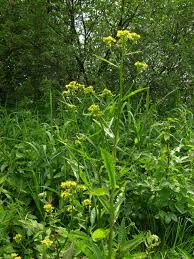 Attēlu rezultāti vaicājumam “Rorippa amphibia”